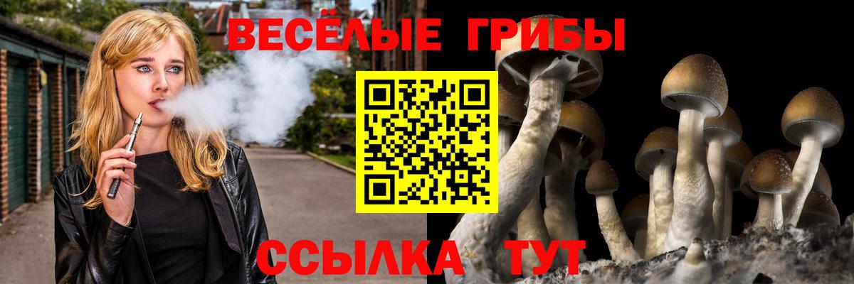 Псилоцибиновые грибы Cubensis Минусинск